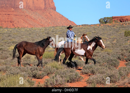 Navajo cowboy a cavallo di un Mustang, alla guida di una mandria di Mustangs, Utah, Stati Uniti Foto Stock