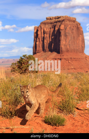 Puma, Cougar o Mountain Lion (Puma concolor), Adulto, esecuzione captive, caratteristica formazione rocciosa nella parte posteriore Foto Stock