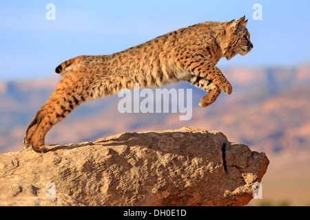 Bobcat (Lynx rufus) saltando da una roccia, prigionieri Monument Valley, Utah, Stati Uniti Foto Stock