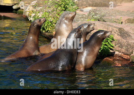 Gruppo di California i leoni di mare (Zalophus californianus), captive, Zoo di Krefeld, Krefeld, Renania settentrionale-Vestfalia, Germania Foto Stock