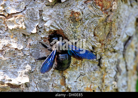 Grande Violetta Carpenter Bee (Xylocopa violacea) presso il suo nido, Ellerstadt, Renania-Palatinato, Germania Foto Stock