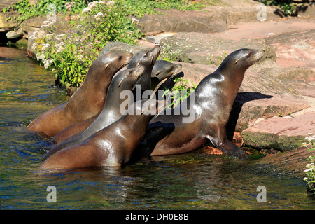 Gruppo di California i leoni di mare (Zalophus californianus), captive, Zoo di Krefeld, Krefeld, Renania settentrionale-Vestfalia, Germania Foto Stock