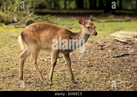 Sika cervo (Cervus nippon), fulvo, captive, Wildpark Alte Fasanerie, Hanau, Hesse, Germania Foto Stock