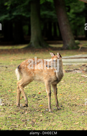 Sika cervo (Cervus nippon), fulvo, captive, Wildpark Alte Fasanerie, Hanau, Hesse, Germania Foto Stock