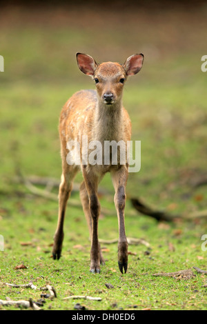 Sika cervo (Cervus nippon), fulvo, captive, Wildpark Alte Fasanerie, Hanau, Hesse, Germania Foto Stock