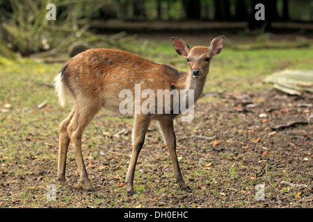 Sika cervo (Cervus nippon), fulvo, captive, Wildpark Alte Fasanerie, Hanau, Hesse, Germania Foto Stock