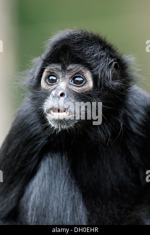 A testa nera Spider Monkey (Ateles fusciceps robustus), captive, Apeldoorn, Gelderland, Paesi Bassi Foto Stock