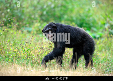 Uno scimpanzé (Pan troglodytes troglodytes), ricorrenza in Africa, adulto, captive, Krefeld, Renania settentrionale-Vestfalia, Germania Foto Stock