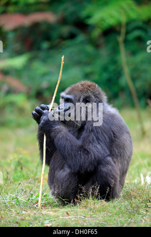Pianura occidentale (Gorilla Gorilla gorilla gorilla), femmina adulta, mangiare, captive, Apenheul Primate Park, Apeldoorn, Gelderland Foto Stock