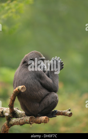 Pianura occidentale (Gorilla Gorilla gorilla gorilla), femmina adulta, battendo le mani mentre è seduto su un albero, captive Foto Stock