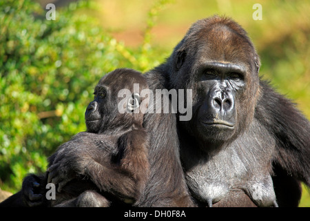 Pianura occidentale (Gorilla Gorilla gorilla gorilla), femmina adulta con un neonato, captive, Apenheul Primate Park, Apeldoorn Foto Stock