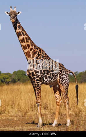 Giraffa presso South Luangwa National Park, Zambia; Giraffa camelopardalis Foto Stock
