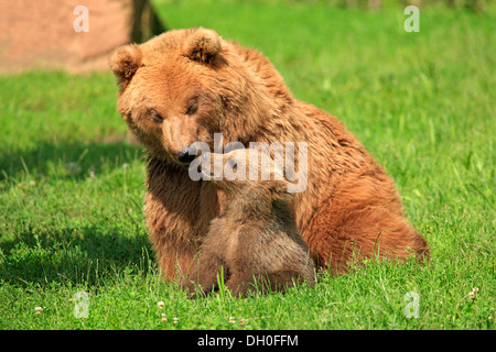 L'orso bruno (Ursus arctos), femmina con cub captive, Baden-Württemberg, Germania Foto Stock