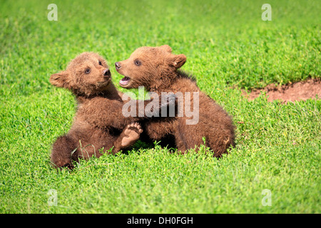 L'orso bruno (Ursus arctos), due cuccioli giocando, captive, Baden-Württemberg, Germania Foto Stock