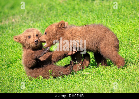 L'orso bruno (Ursus arctos), due cuccioli giocando, captive, Baden-Württemberg, Germania Foto Stock