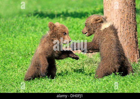 L'orso bruno (Ursus arctos), due cuccioli giocando, captive, Baden-Württemberg, Germania Foto Stock