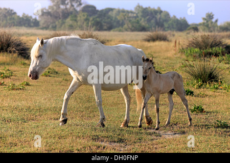 Cavalli Camargue (Equus caballus ferus), il mare con il puledro, Saintes-Maries-de-la-Mer, Dipartimento Bouches-du-Rhône, regione Foto Stock