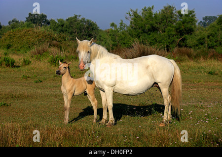 Cavalli Camargue (Equus caballus ferus), il mare con il puledro, Saintes-Maries-de-la-Mer, Dipartimento Bouches-du-Rhône, regione Foto Stock