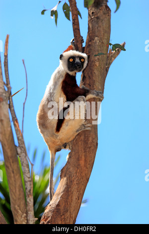 Coquerel il sifaka (Propithecus coquereli), su un albero, prigionieri del Madagascar Foto Stock