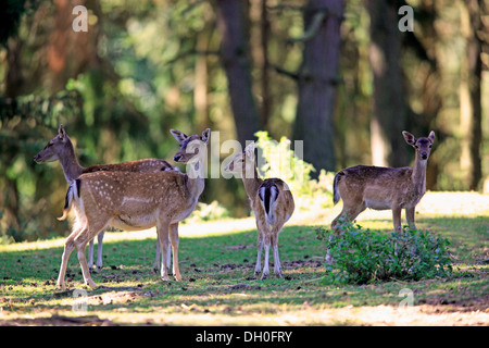 Daini (Dama Dama), captive, gruppo di fa e cerbiatti, Hesse, Germania Foto Stock