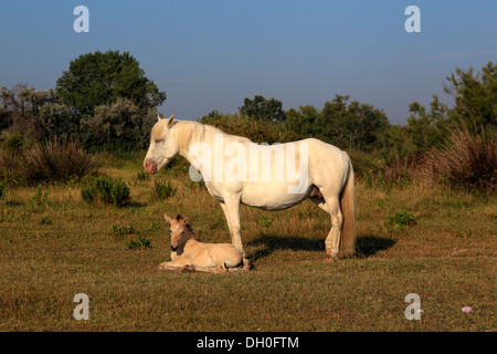 Cavalli Camargue (Equus caballus ferus), il mare con il puledro, Saintes-Maries-de-la-Mer, Dipartimento Bouches-du-Rhône, regione Foto Stock