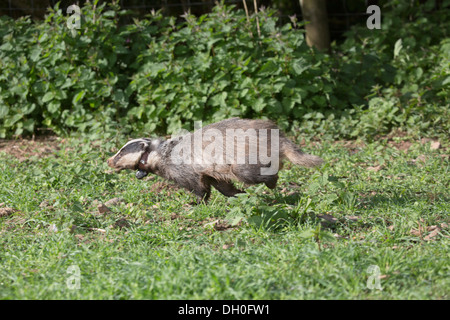 Badger; Meles meles; indossa collare di tracciante per via del movimento; Regno Unito Foto Stock