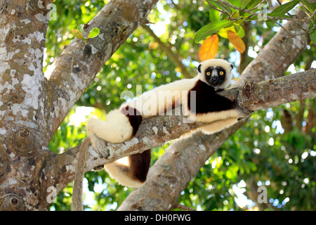 Coquerel il sifaka (Propithecus coquereli), su un albero, prigionieri del Madagascar Foto Stock