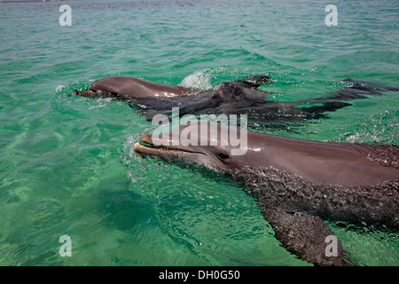 Due comuni delfini (tursiops truncatus), prigionieri Roatán, Bay Islands Dipartimento, Honduras Foto Stock