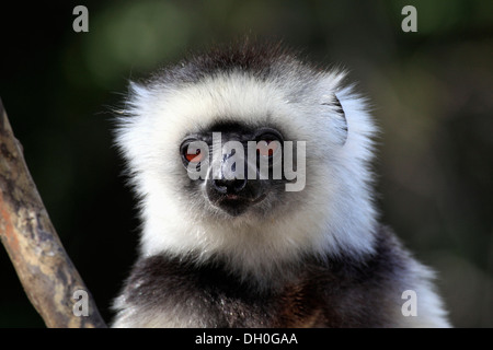 Diademed Sifaka (Propithecus diadema), ritratto, prigionieri del Madagascar Foto Stock