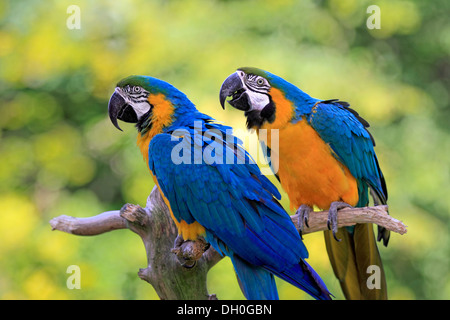 Blu-giallo (pappagalli ara ararauna), originario del Sud America, captive, coppia appollaiato su un ramo di vedetta Foto Stock