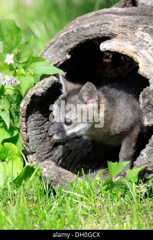 Gray Fox (Urocyon cinereoargenteus), cub, nove settimane, in un den, captive, Montana, Stati Uniti Foto Stock