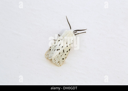 Ermellino bianco Moth; Spilosoma lubricipeda; maschio; Regno Unito Foto Stock