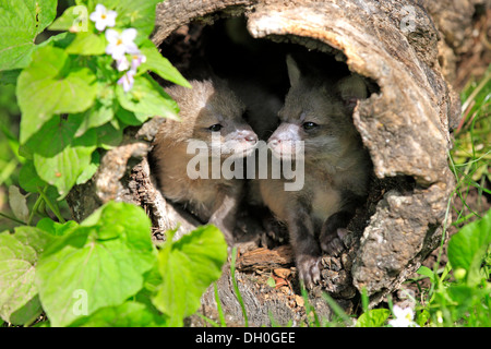 Gray Fox (Urocyon cinereoargenteus) cubs, nove settimane, in un den, captive, Montana, Stati Uniti Foto Stock