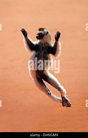 La Verreaux Sifaka (Propithecus verreauxi), saltando, Berenty Reservat, Madagascar Foto Stock