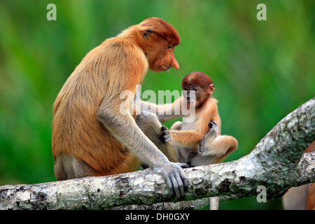 Proboscide di scimmia (Nasalis larvatus), femmina con un neonato su un albero, Labuk Bay, Sabah Borneo, Malaysia Foto Stock