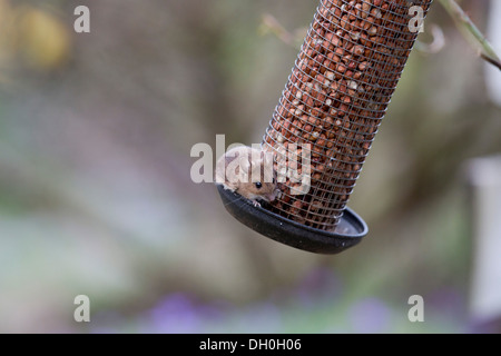 Mouse di legno; Apodemus sylvaticus; su Alimentatore di arachidi; Regno Unito Foto Stock