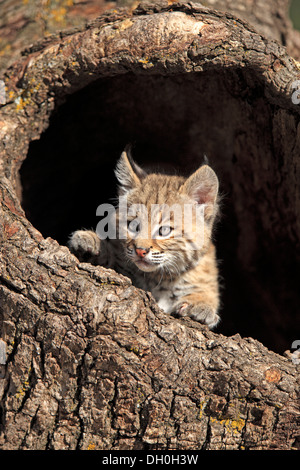 Bobcat (Lynx rufus), gattino, otto settimane, nella sua tana, captive, Montana, Stati Uniti Foto Stock