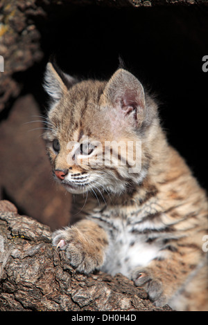 Bobcat (Lynx rufus), gattino, otto settimane, nella sua tana, captive, ritratto, Montana, Stati Uniti Foto Stock