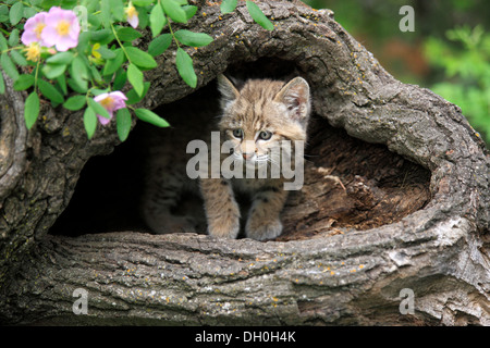 Bobcat (Lynx rufus), gattino, otto settimane, nella sua tana, captive, Montana, Stati Uniti Foto Stock