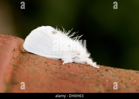 Yellow-Tail Moth; Euproctis similis; Regno Unito Foto Stock