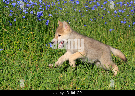 Lupo (Canis lupus), PUP, otto settimane di età, in un prato, prigionieri Kalispell, Montana, Stati Uniti Foto Stock