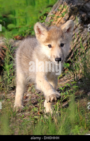 Lupo (Canis lupus), PUP, otto settimane di età, prigionieri Kalispell, Montana, Stati Uniti Foto Stock