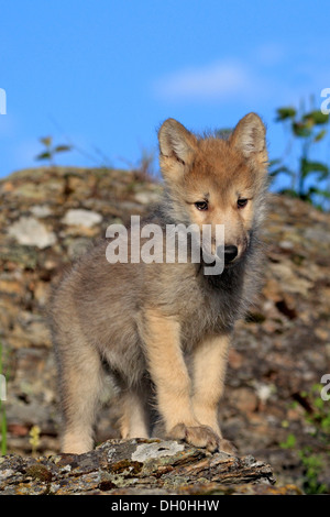 Lupo (Canis lupus), PUP, otto settimane di età, prigionieri Kalispell, Montana, Stati Uniti Foto Stock