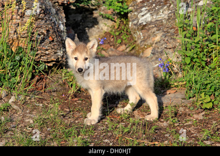 Lupo (Canis lupus), PUP, otto settimane di età, prigionieri Kalispell, Montana, Stati Uniti Foto Stock