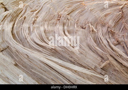 Vento danneggiato quercia un ramo maturo è stata strappata interrotti dai principali tronco di albero in gale force venti Foto Stock