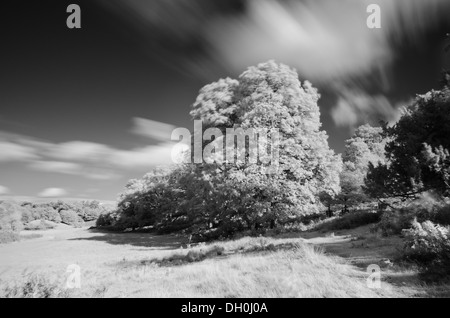 Nell infrarosso vicino paesaggio della quercia comune di castagno e faggio in autunno Foto Stock