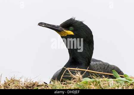 Marangone dal ciuffo (phalacrocorax aristotelis), farne islands, Northumberland, England, Regno Unito, Europa Foto Stock