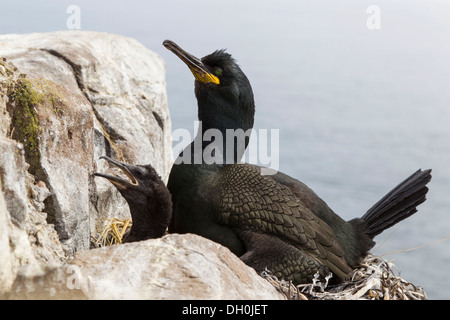 Marangone dal ciuffo (phalacrocorax aristotelis), farne islands, Northumberland, England, Regno Unito, Europa Foto Stock