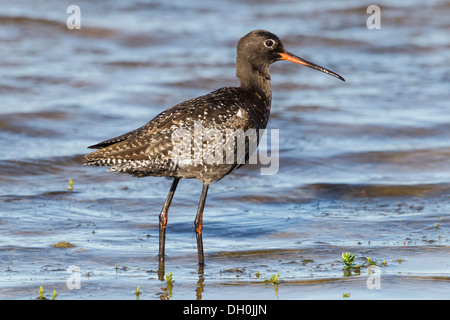 Spotted redshank (tringa erythropus), Fehmarn SCHLESWIG-HOLSTEIN Foto Stock