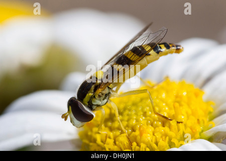 Hoverfly (syrphidae) su una margherita, Hesse Foto Stock